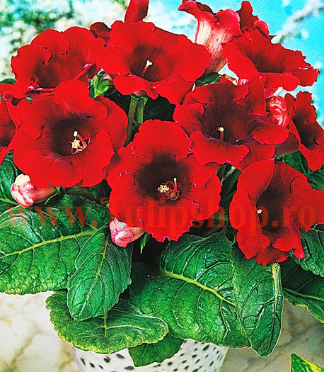 Bulbi Gloxinia Defiance; Atentie! Gloxinia este o planta de interior. Inaltimea maxima 20-30 cm. STOC EPUIZAT!
