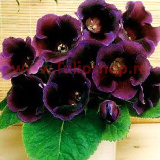 Bulbi Gloxinia Hollywood; Atentie! Gloxinia este o planta de interior. Inaltimea maxima 20-30 cm. STOC EPUIZAT!
