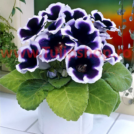 Bulbi Gloxinia Kaiser Wilhelm; Atentie! Gloxinia este o planta de interior. Inaltimea maxima 20-30 cm. STOC EPUIZAT!
