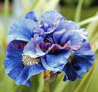 Bulbi Iris Sibirica Concord Crush (Stanjenel); Plantarea se face in perioada martie-mai. Va inflori in perioada mai-iulie. Prefera locurile insorite, dar se descurca si in cele semiumbrite. Inaltimea maxima 70-80 cm. STOC EPUIZAT!
