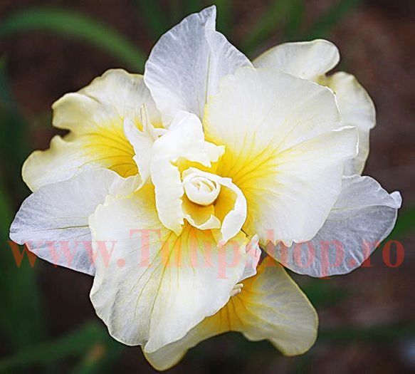Bulbi Iris Sibirica Double Play (Stanjenel); Plantarea se face in perioada martie-mai. Va inflori in perioada mai-iulie. Prefera locurile insorite, dar se descurca si in cele semiumbrite. Inaltimea maxima 70-80 cm. STOC EPUIZAT!
