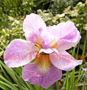 Bulbi Iris Sibirica Kita-No-Seiza (Stanjenel); Plantarea se face in perioada martie-mai. Va inflori in perioada mai-iulie. Prefera locurile insorite, dar se descurca si in cele semiumbrite. Inaltimea maxima 70-80 cm. STOC EPUIZAT!
