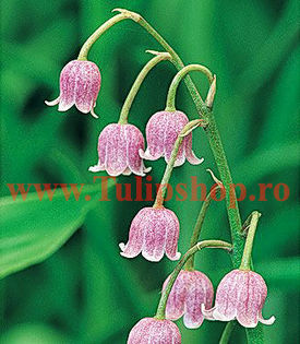 Bulbi Lacramioare Rosea (Convallaria); Plantarea se face in perioada martie-aprilie. Va inflori in perioada mai-iunie. Prefera locurile insorite, dar se descurca si in cele semiumbrite. Inaltimea maxima 20-30 cm. STOC EPUIZAT!
