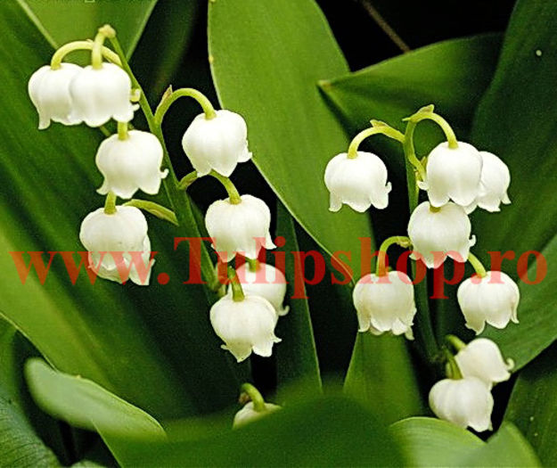 Bulbi Lacramioare (Convallaria); Plantarea se face in perioada martie-aprilie. Va inflori in perioada mai-iunie. Prefera locurile insorite, dar se descurca si in cele semiumbrite. Inaltimea maxima 20-30 cm. STOC EPUIZAT!
