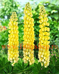 Bulbi Lupin Galben; Plantarea se face in perioada martie-aprilie. Va inflori in perioada iunie - septembrie. Prefera locurile insorite, dar se descurca si in cele semiumbrite. Inaltimea maxima 80-100 cm. STOC EPUIZAT!

