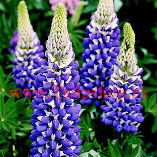 Bulbi Lupin Albastru; Plantarea se face in perioada martie-aprilie. Va inflori in perioada iunie - septembrie. Prefera locurile insorite, dar se descurca si in cele semiumbrite. Inaltimea maxima 80-100 cm. STOC EPUIZAT!
