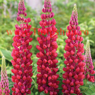 Bulbi Lupin Rosu; Plantarea se face in perioada martie-aprilie. Va inflori in perioada iunie - septembrie. Prefera locurile insorite, dar se descurca si in cele semiumbrite. Inaltimea maxima 80-100 cm. STOC EPUIZAT!
