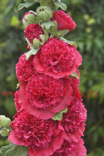 Bulbi Nalba Chaters Scarlet; Plantarea se face in perioada martie-aprilie. Va inflori in perioada iunie-septembrie. Prefera locurile insorite, dar se descurca si in cele semiumbrite. Inaltimea maxima 100-150 cm. STOC EPUIZAT!
