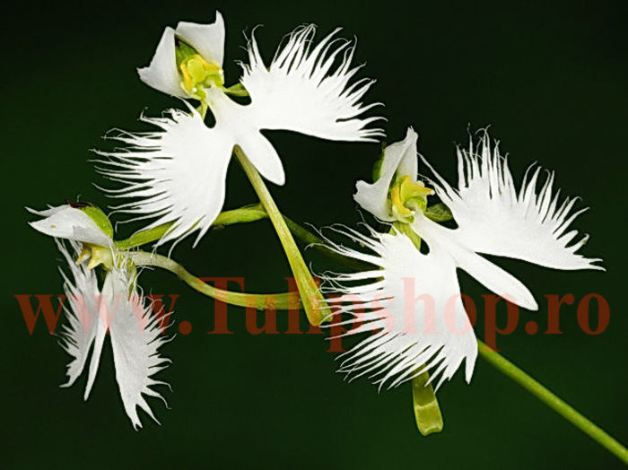 Bulbi Habenaria Radiata (Orhidee); Plantarea se face in perioada martie-aprilie. Va inflori in perioada iulie-august. Prefera locurile insorite, dar se descurca si in cele semiumbrite. Inaltimea maxima 25-40 cm. STOC EPUIZAT!
