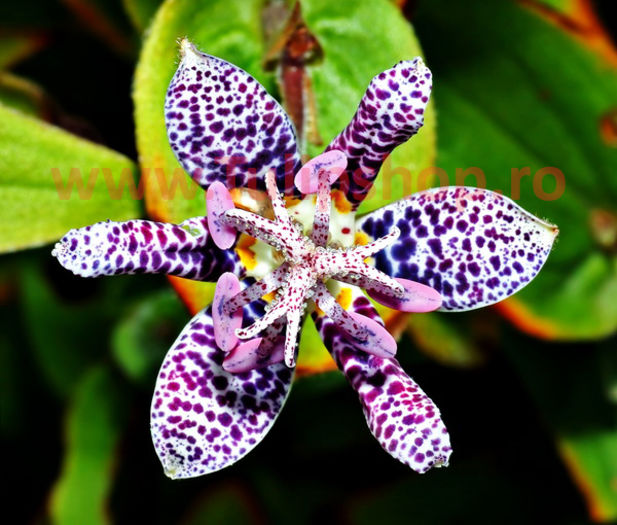 Bulbi Tricyrtis Hirta (Orhidee); Plantarea se face in perioada martie-aprilie. Va inflori in perioada aprilie-mai. Prefera locurile insorite, dar se descurca si in cele semiumbrite. Inaltimea maxima 50-80 cm. STOC EPUIZAT!
