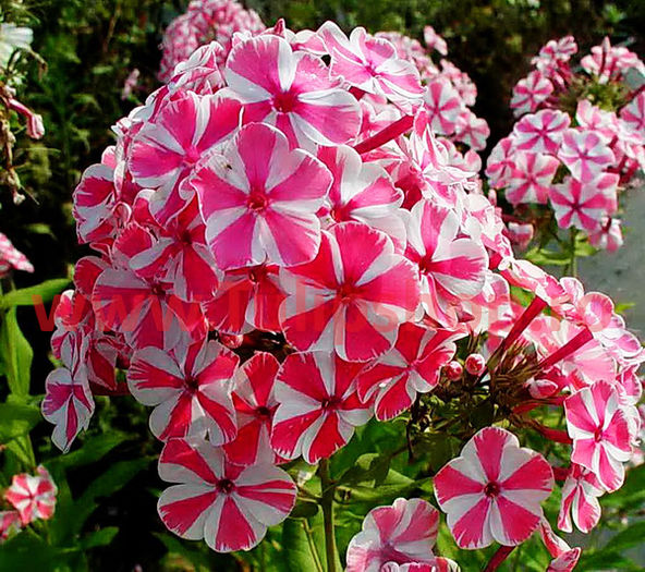 Bulbi Phlox Peppermint Twist; Plantarea se face in perioada martie-mai. Va inflori in perioada iunie-septembrie. Prefera locurile insorite, dar se descurca si in cele semiumbrite. Inaltimea maxima 80-110cm. STOC EPUIZAT!
