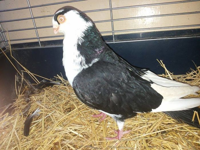 12626031_1096785377055719_1228835978_n