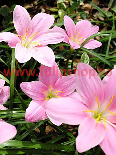 Bulbi Zephyranthes Rosea; Plantarea se face in perioada martie-mai. Va inflori in perioada iul-sept. Prefera locurile insorite, dar se descurca si in cele semiumbrite. Inaltimea maxima 20-30 cm. STOC EPUIZAT!
