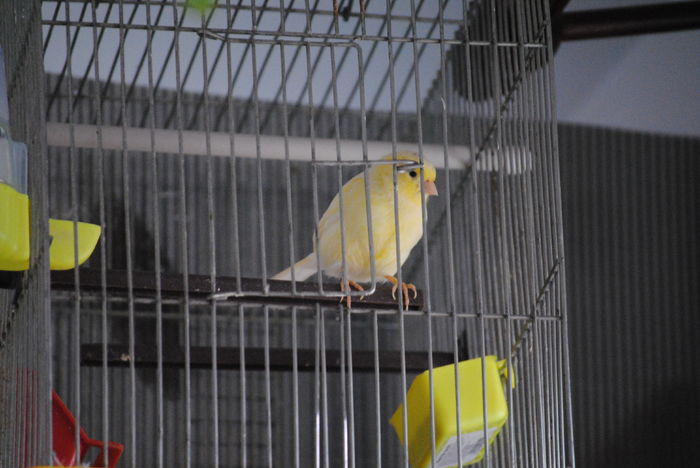 DSC_0005 - 3 Canari Roller