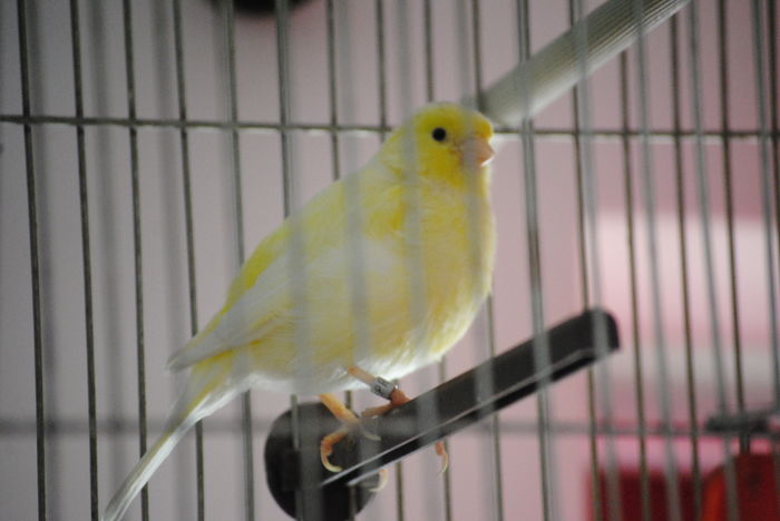 DSC_0023 - 3 Canari Roller