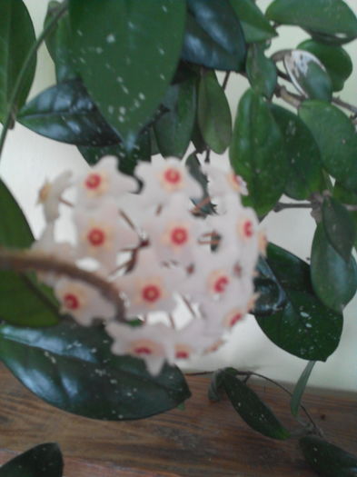 Hoya mea batrana - HOYA mea 2016