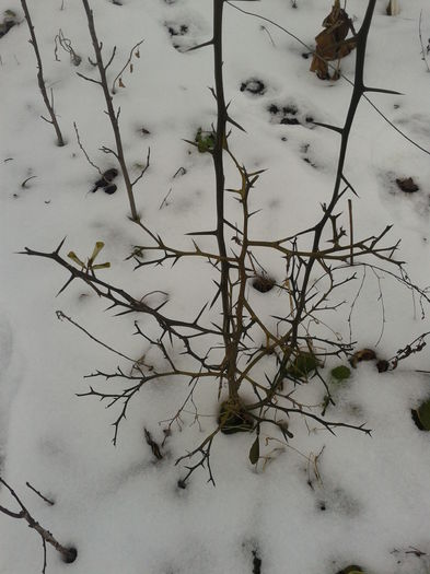 poncirius trifoliata an3