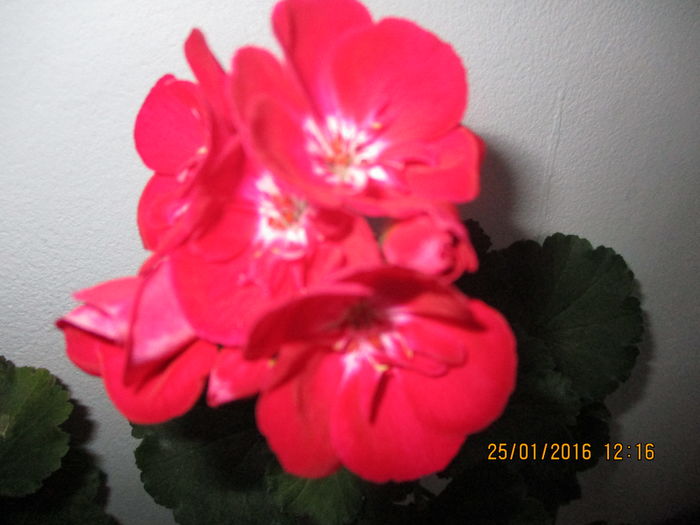 IMG_1059 - Florile mele ianuarie 2016