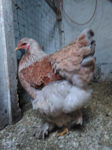 IMG_20160127_162650 - Brahma Somon