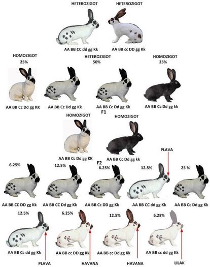 schema pestrit