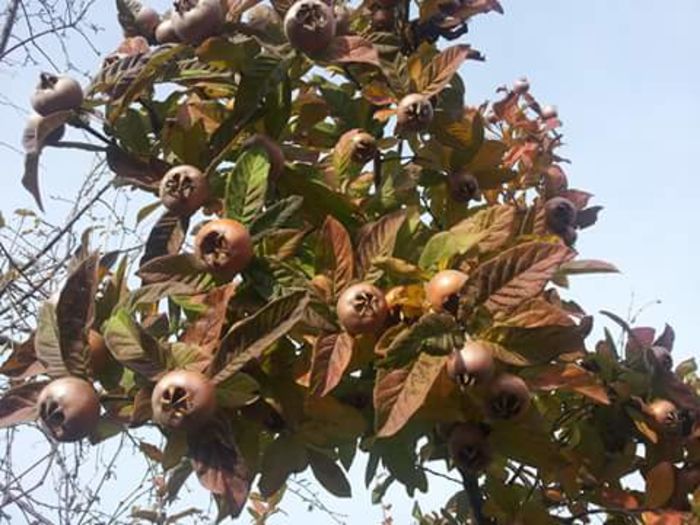 FB_IMG_1453900679316