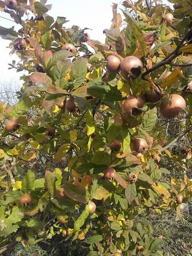 FB_IMG_1453900669631