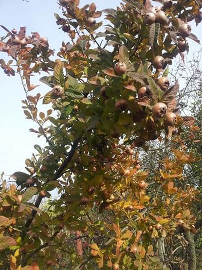 FB_IMG_1453900659280