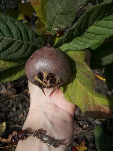 FB_IMG_1453900548575