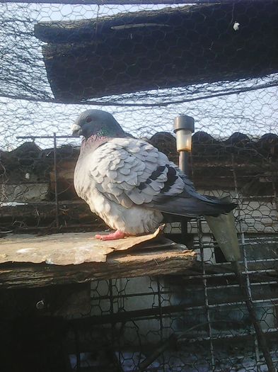 Photo0054 - Standard albastru