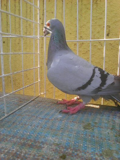 Photo0061 - Voiajori linia veche