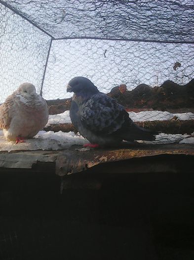 Photo0055 - Show Racer