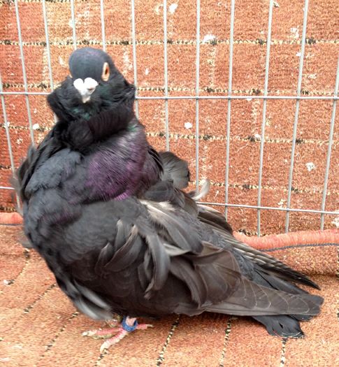 image - 24_PESCARUSI CHINEZI TALIA MARE MATCA-2021