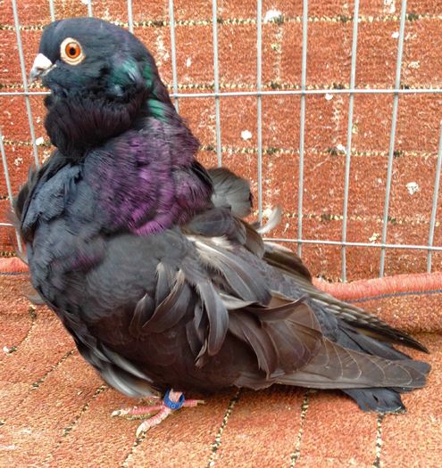 image - 24_PESCARUSI CHINEZI TALIA MARE MATCA-2021