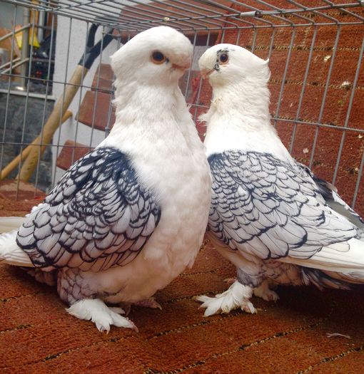 image - SATINETI VANDUTI