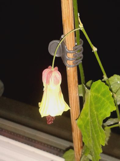 20160127_193345 - FLORILE ZAPEZII