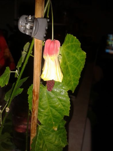 20160127_193506 - FLORILE ZAPEZII