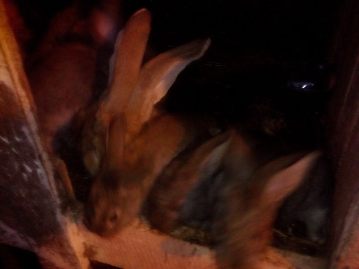 gasca din 27. 12.2015