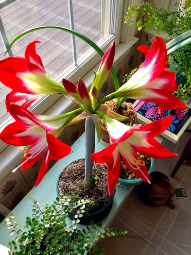 Amaryllis tres chic - floricelele mele