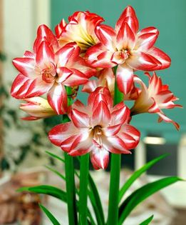 Amaryllis splash