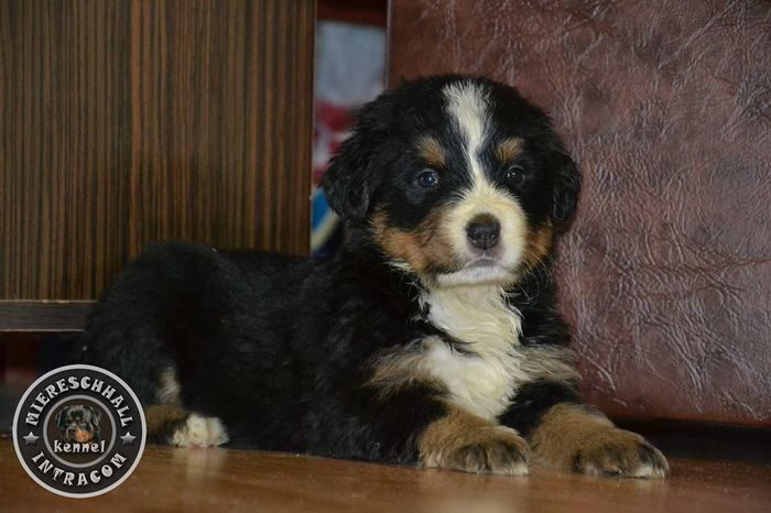 Pui Ciobanesc de Berna de vanzare