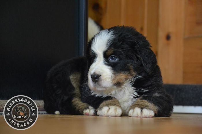 Pui Ciobanesc de Berna de vanzare