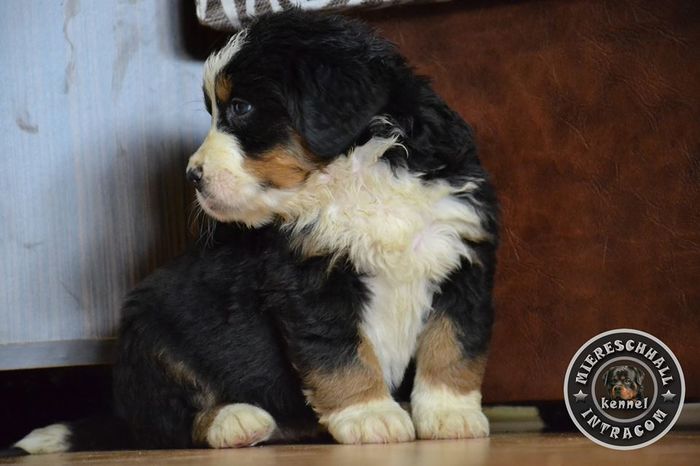 Pui Ciobanesc de Berna de vanzare - Pui Ciobanesc de Berna DE VANZARE