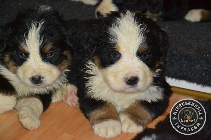 Pui Ciobanesc de Berna de vanzare - Pui Ciobanesc de Berna DE VANZARE