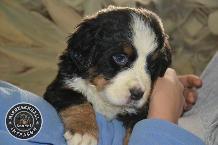 Pui Ciobanesc de Berna de vanzare - Pui Ciobanesc de Berna DE VANZARE