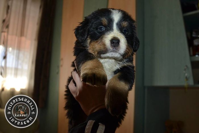 Pui Ciobanesc de Berna de vanzare