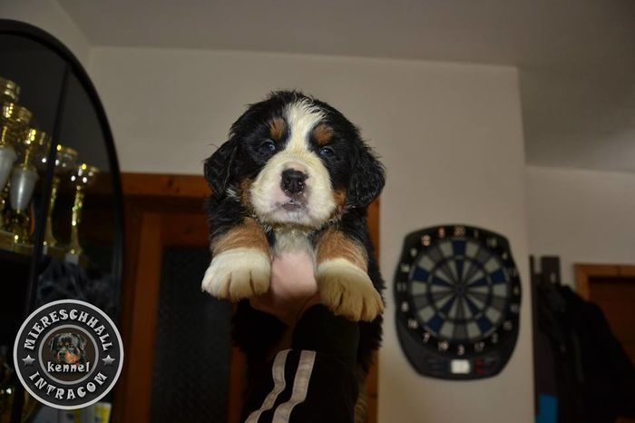 Pui Ciobanesc de Berna de vanzare