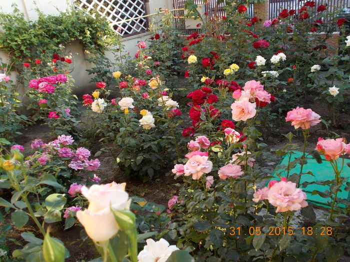 DSCN2782 - Flori din gradina mea