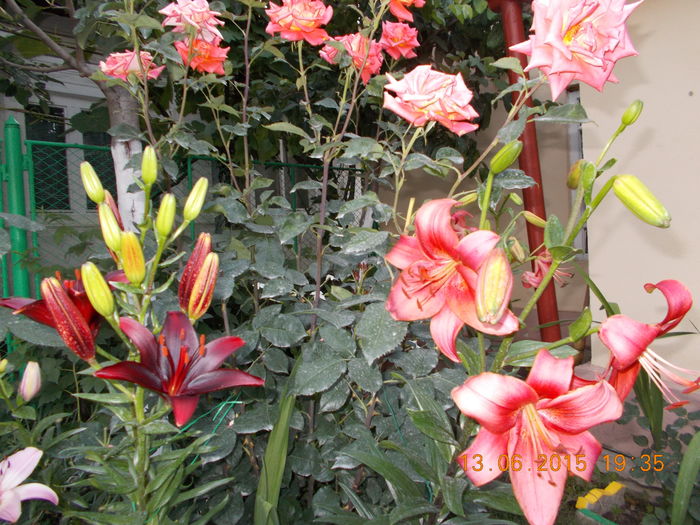 DSCN2999 - Flori din gradina mea