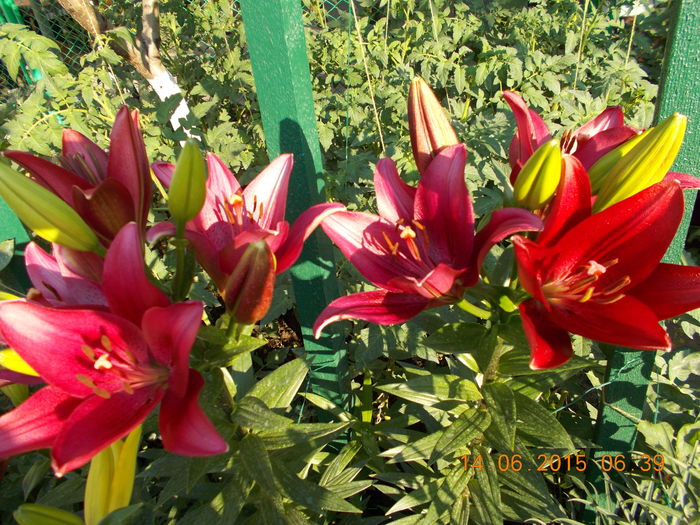 DSCN3011 - Flori din gradina mea
