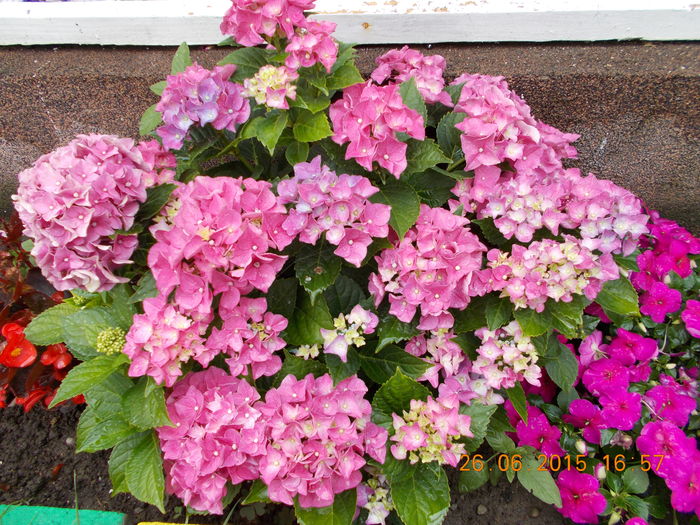 DSCN3167 - Flori din gradina mea